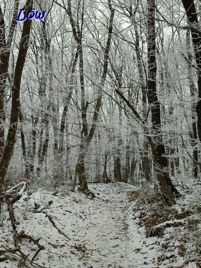 17.1.2024 -  Winterlicher Kuhheiden-Wald